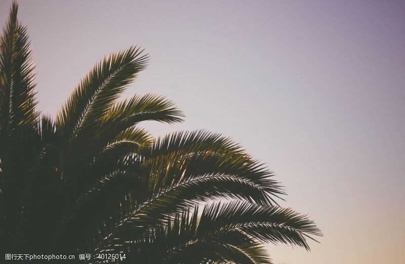 心棕榈树图片