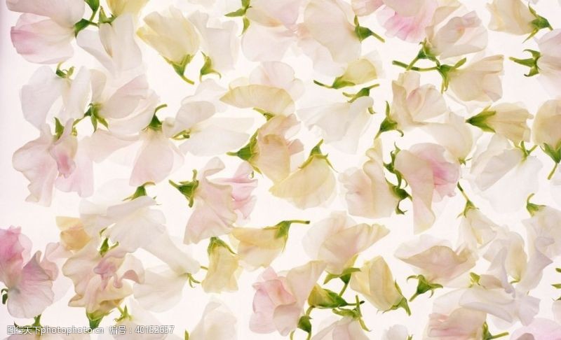 白色花纹白色花朵背景图片