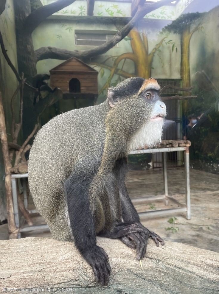 动物园白臀长尾猴图片