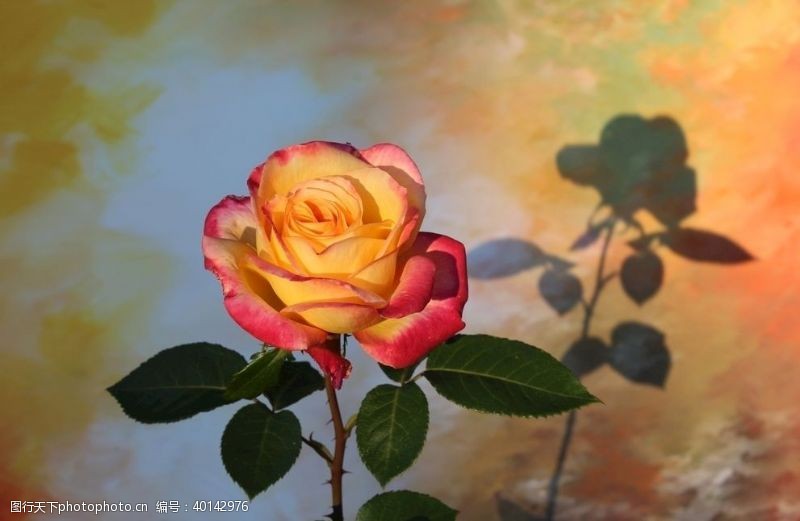 红玫瑰素材彩色玫瑰图片