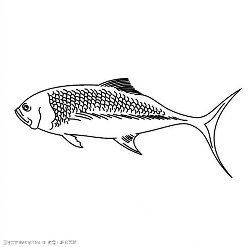 水黑鱼淡水鱼矢量图图片