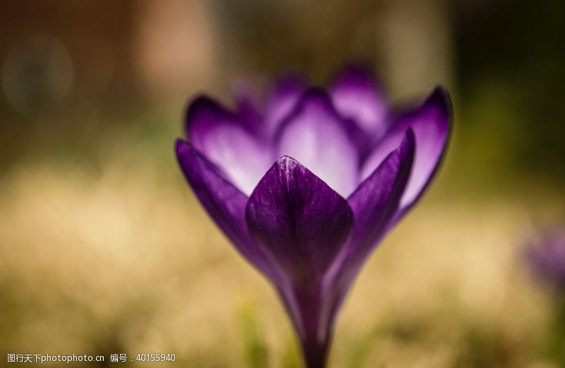 紫色花朵番红花图片