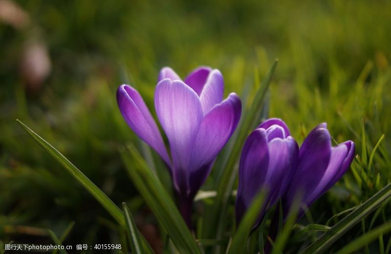 紫色花朵番红花图片