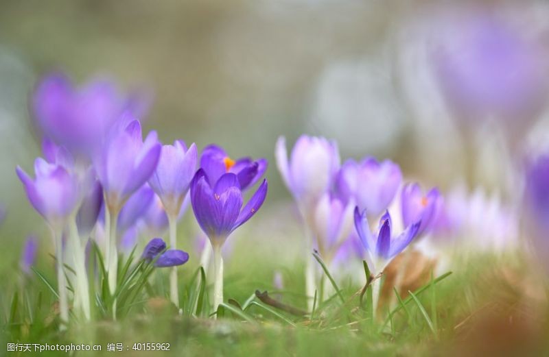 紫色花番红花图片