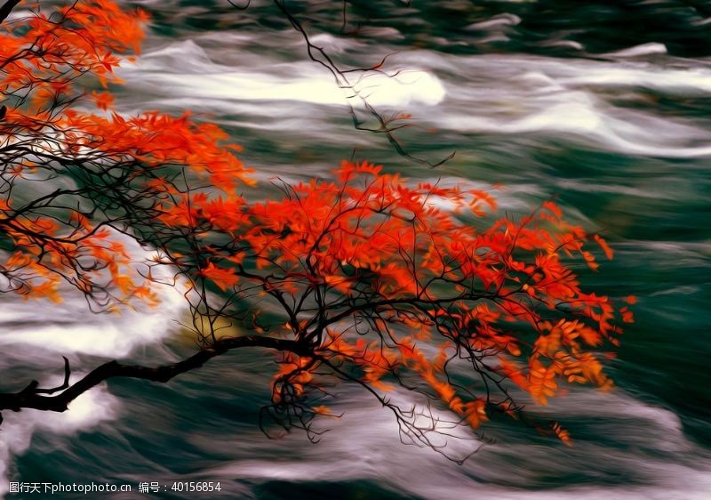 枫叶风景油画图片