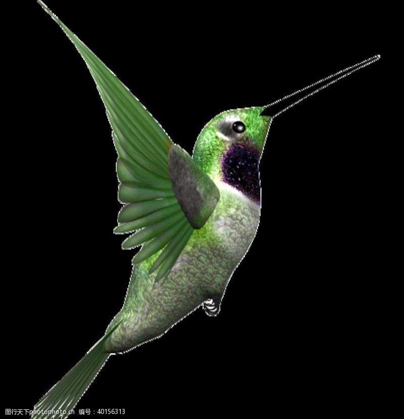 牡丹节蜂鸟图片