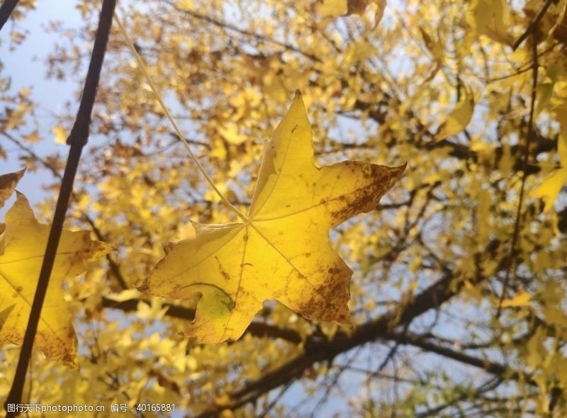 秋色枫树图片