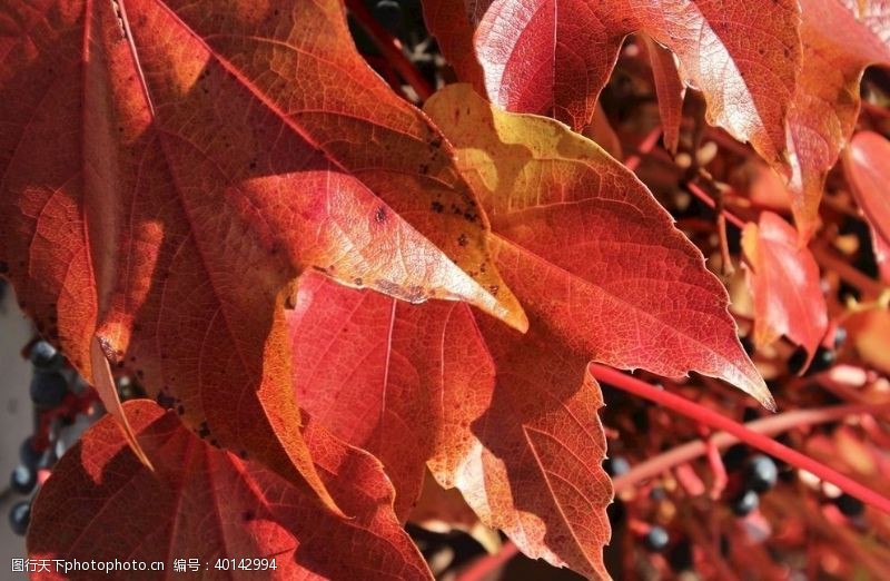 秋天背景红色树叶图片