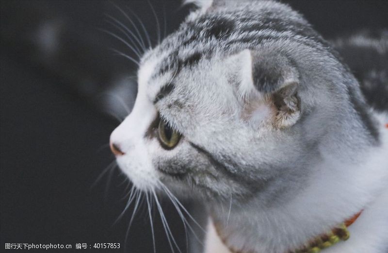 宠物猫花花的生活图片