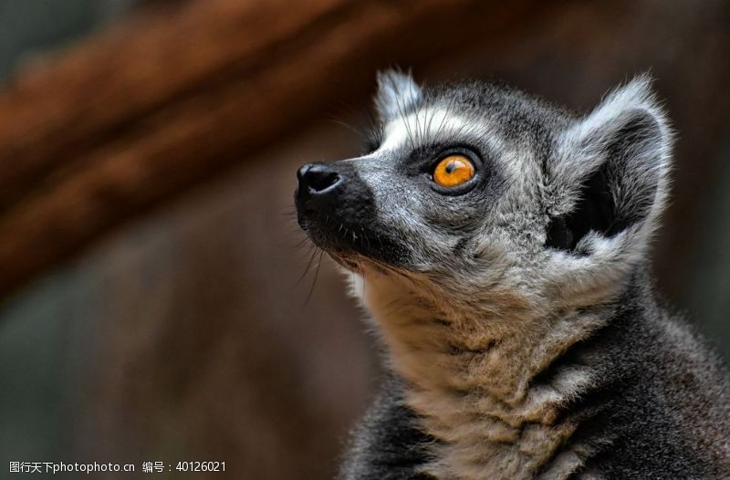 马达加斯加岛环尾狐猴图片