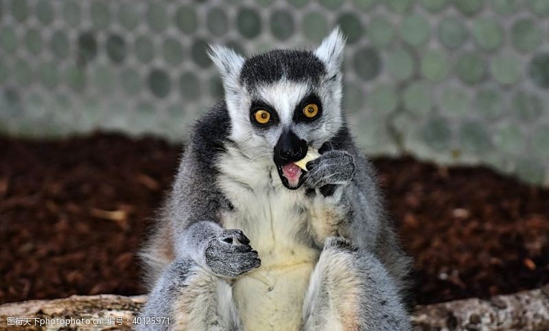 马达加斯加岛节尾狐猴图片