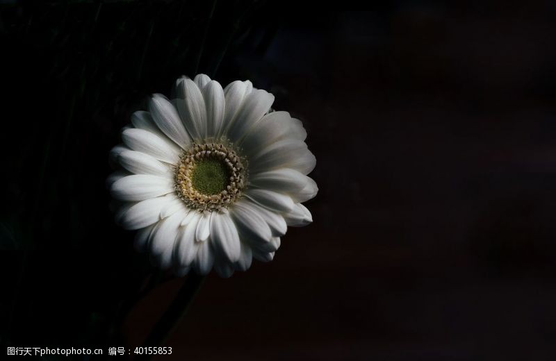 野草草地菊花图片