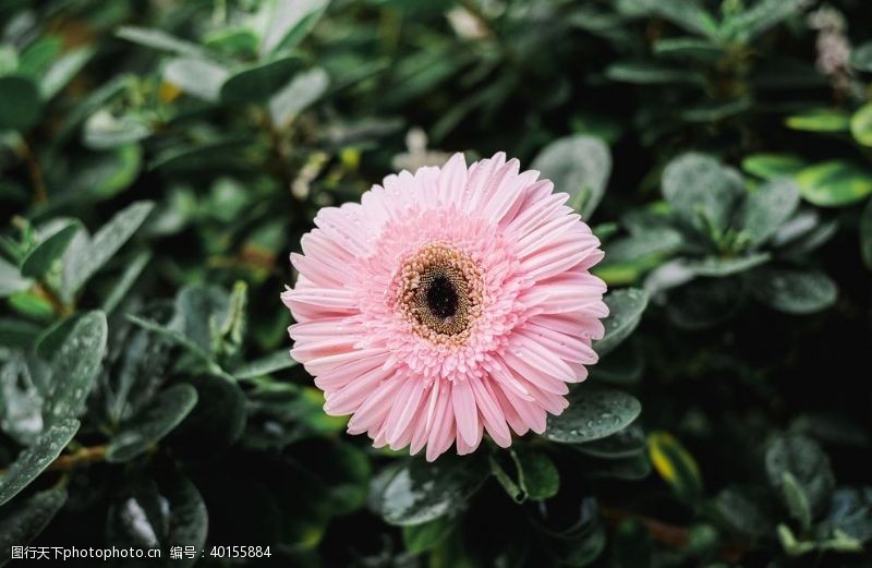 唯美地产菊花图片