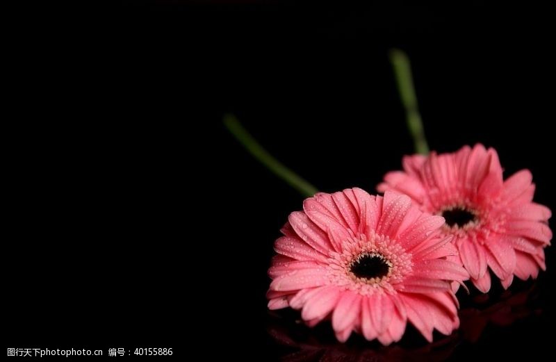 红菊花菊花图片