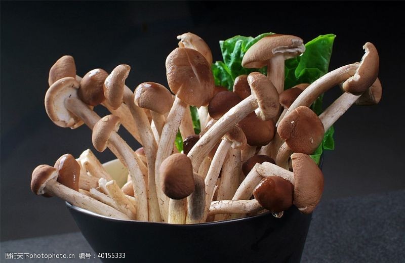 菇类菌类茶树菇图片