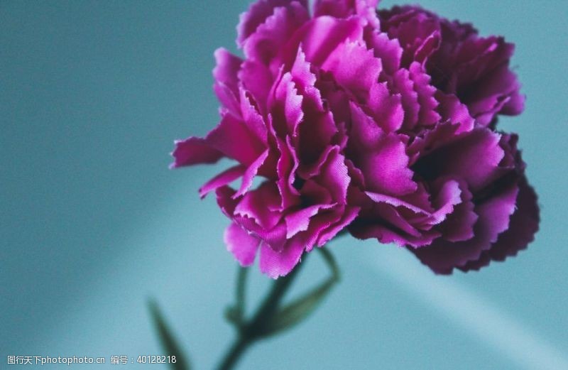 淡紫色背景康乃馨图片