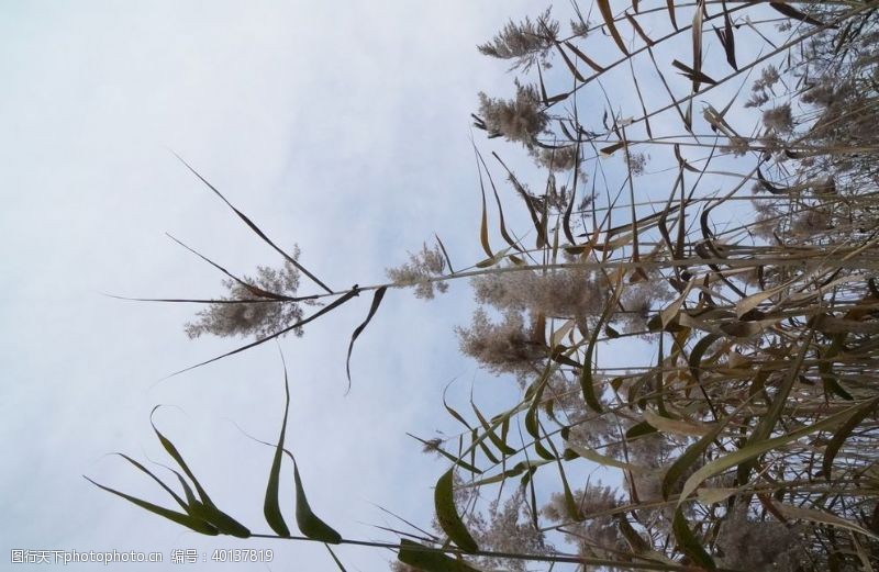 绿水青山芦苇图片