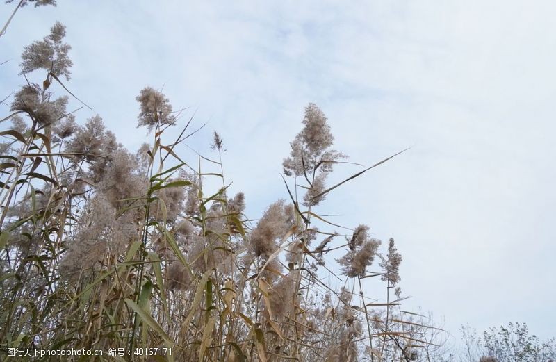 青山芦苇图片