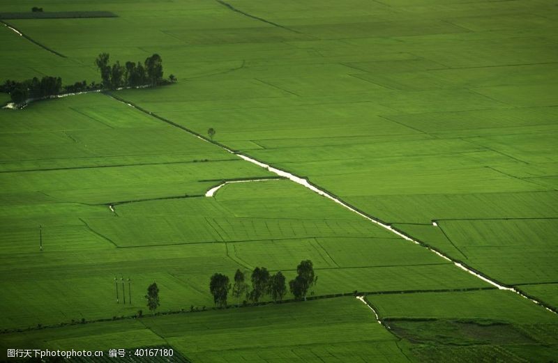 光绿油油的农田风景图片