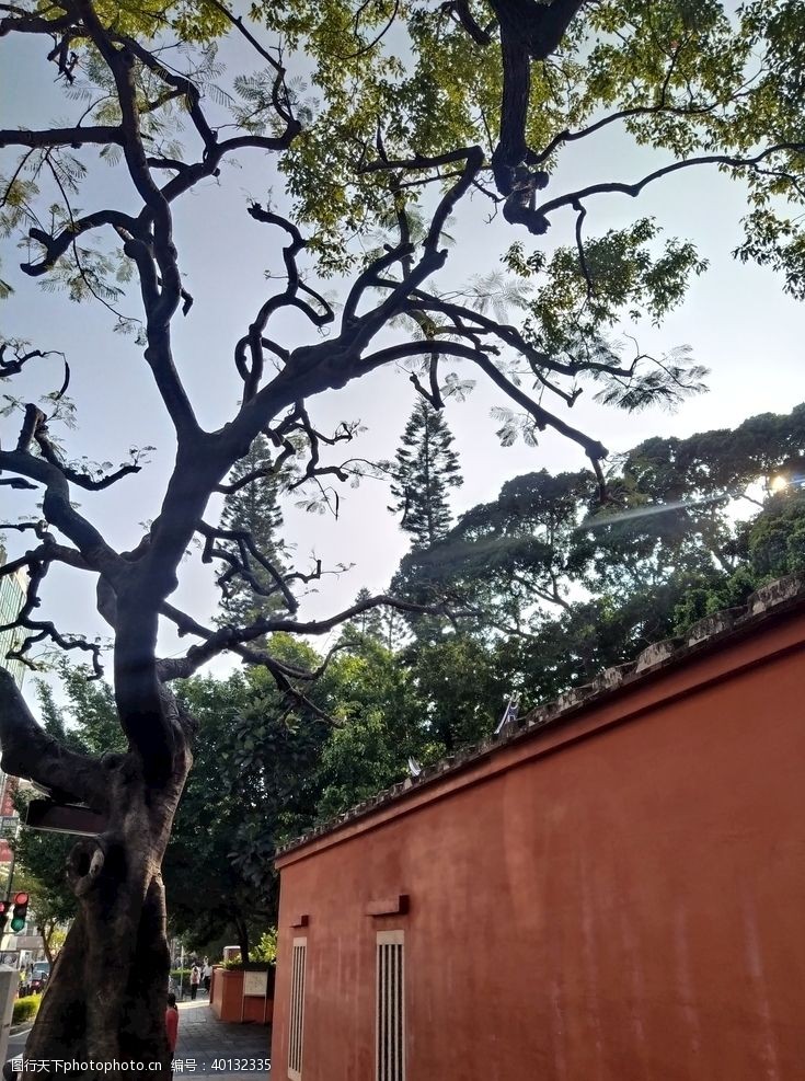 台湾风景朦胧日下老树红墙图片