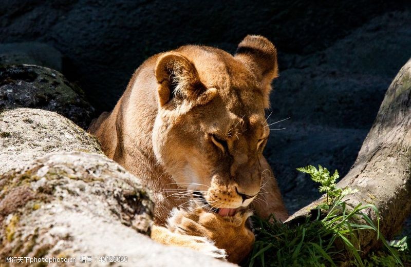 哺乳动物母狮图片
