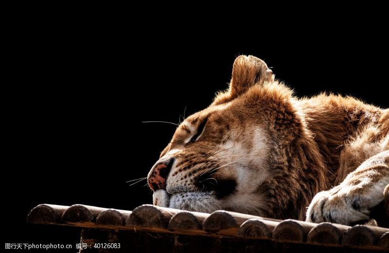 野生动物海报母狮图片
