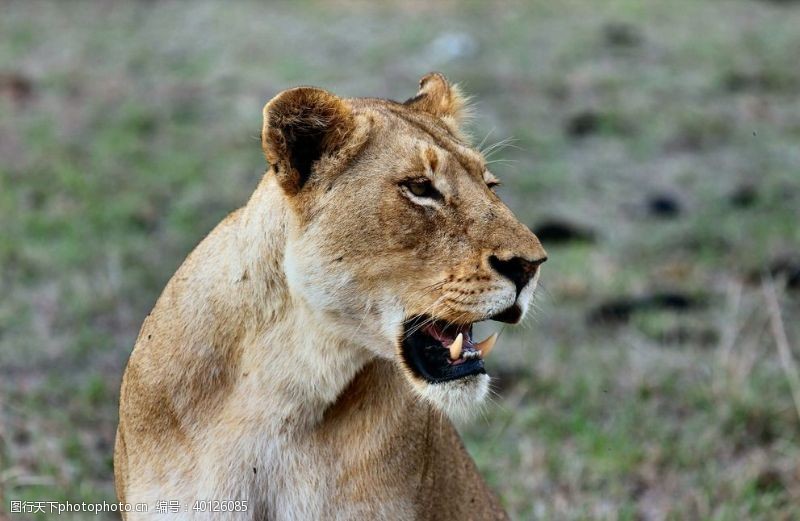 野生动物海报母狮图片