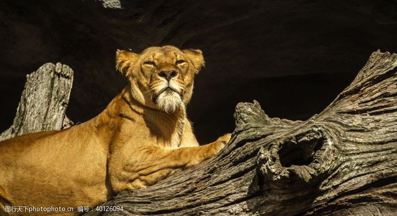哺乳动物母狮图片