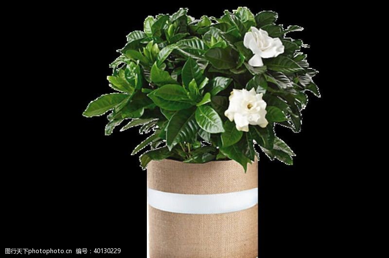 国内广告设计盆栽植物绿色叶子透明素材图片