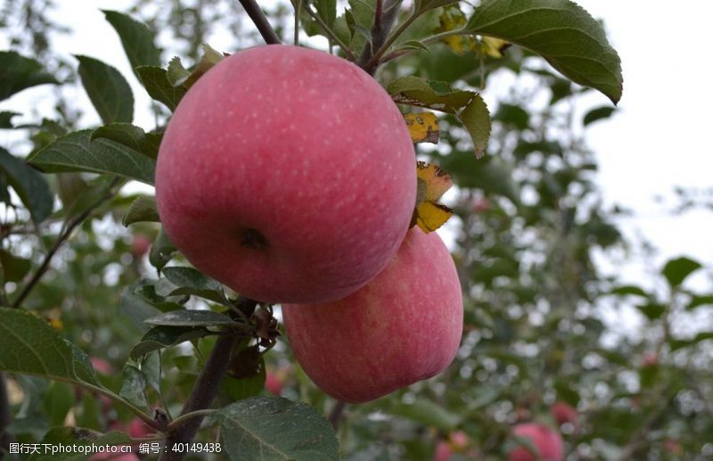 新鲜水果素材苹果树摄影图片