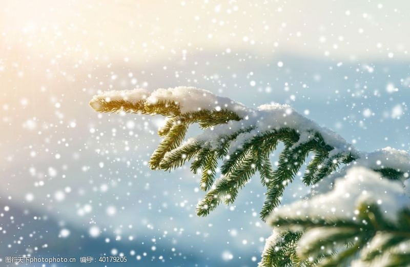 松树枝圣诞背景图图片