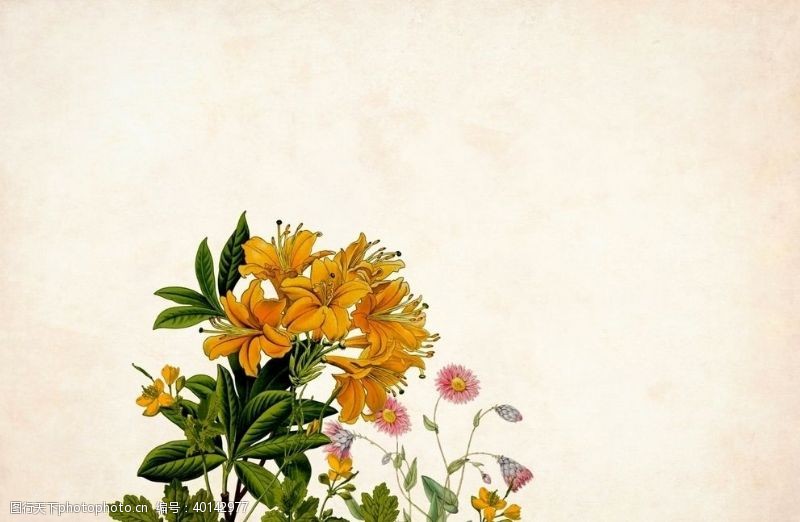 花束素材手绘花朵图片