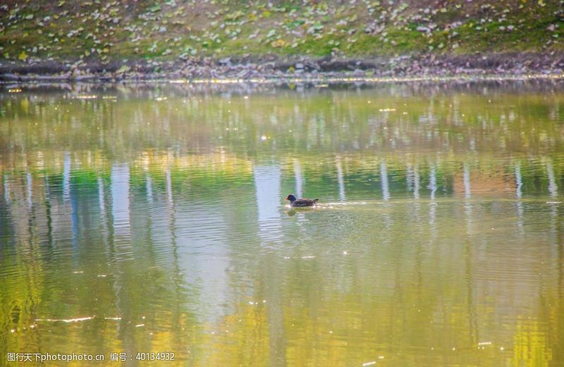 追逐水中奔跑的鸭子图片
