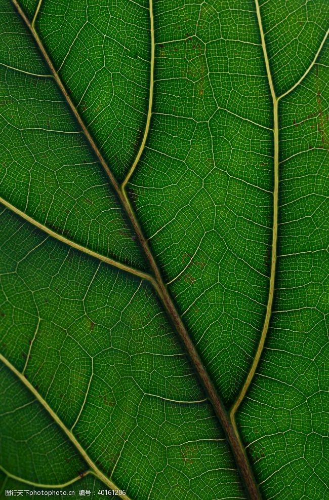 草本植物底纹树叶图片