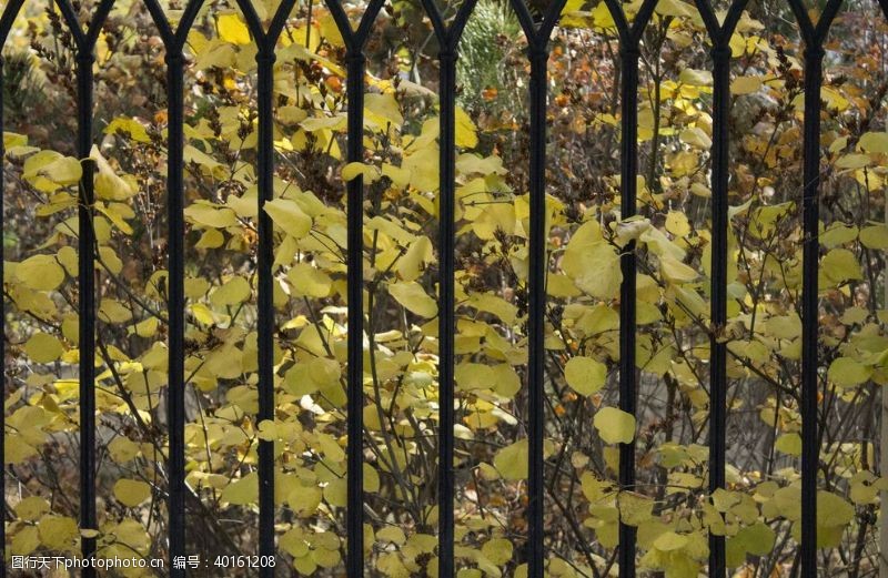 黄色叶子锁秋图片