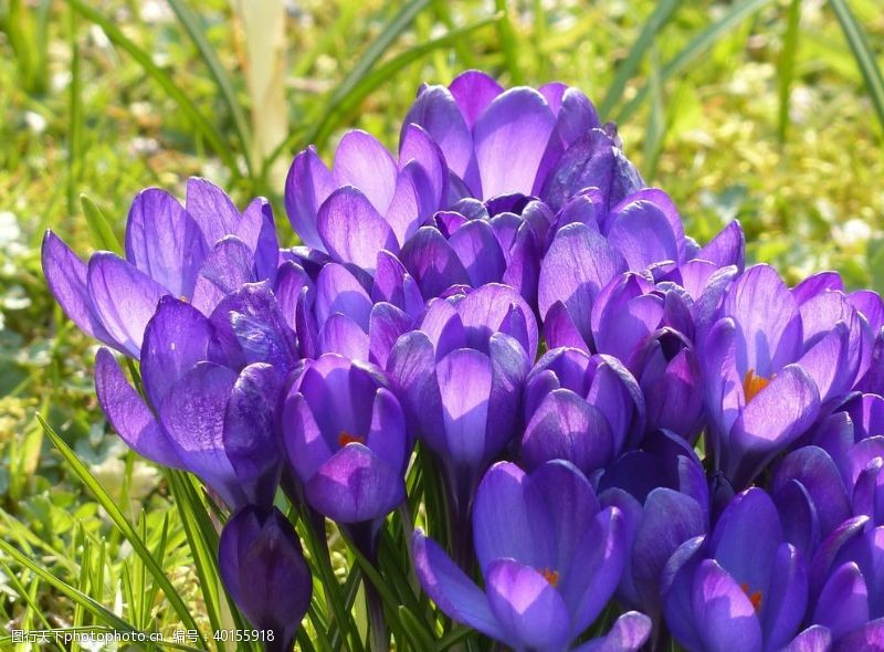 紫色花朵西红花图片