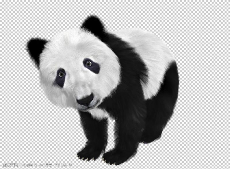 png透明底熊猫图片