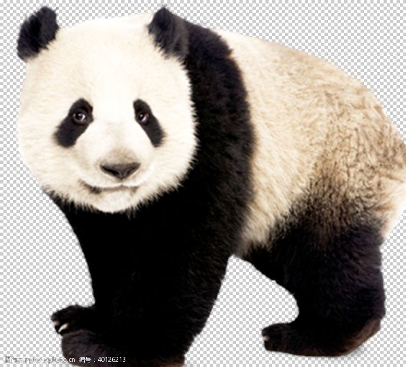 png透明底熊猫图片