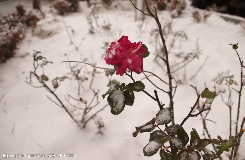 景色雪中玫瑰图片