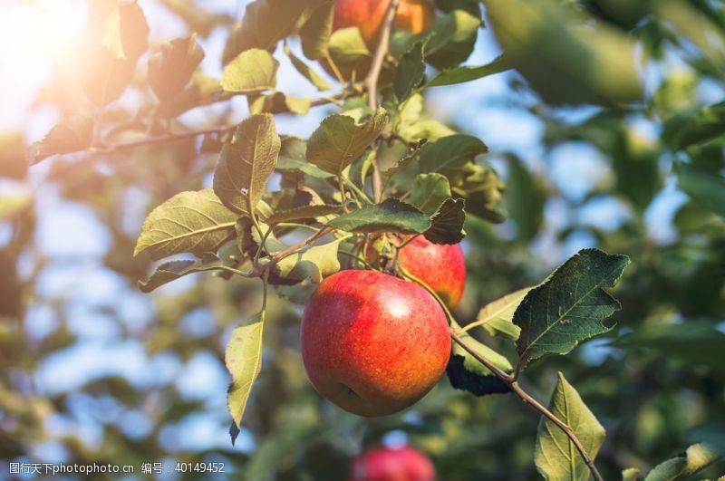 水果特写阳光下的苹果树图片