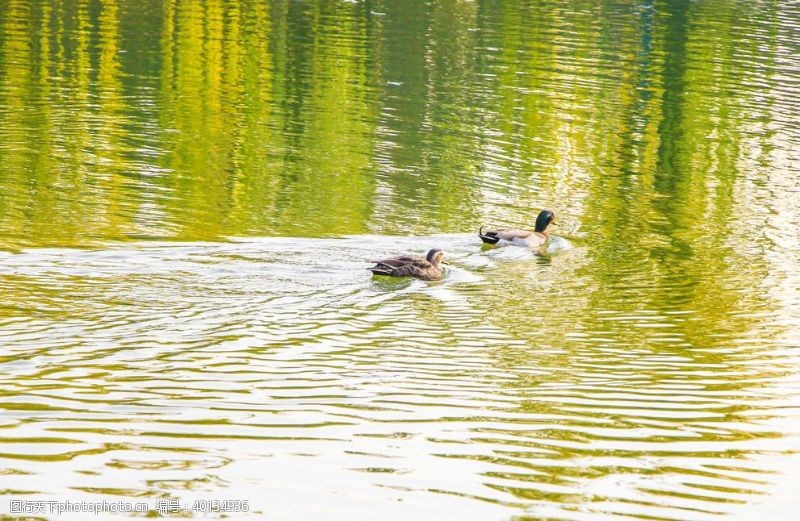 水中的鸭子鸭子追逐图片