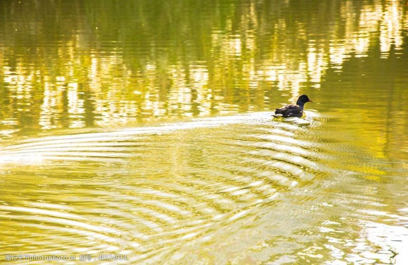 水中的鸭子游泳的小鸭子图片