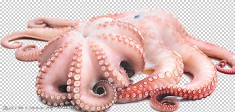 海洋鱼章鱼图片