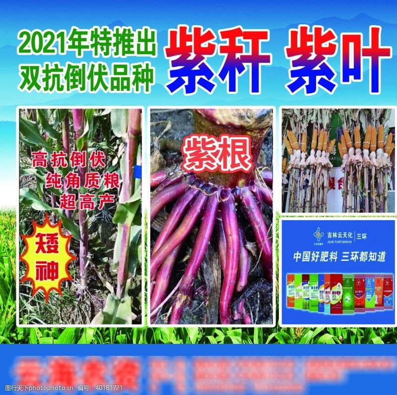 玉米叶种业宣传单图片