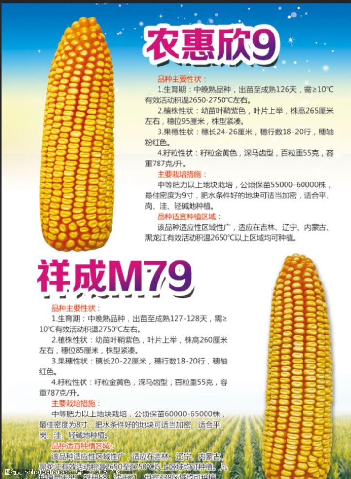 玉米种种子宣传单图片