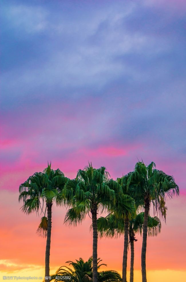 休闲水景棕榈图片