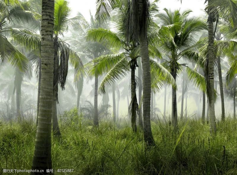 椰树棕榈图片