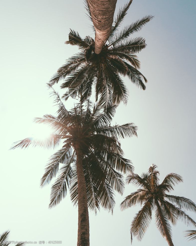 椰子树棕榈图片