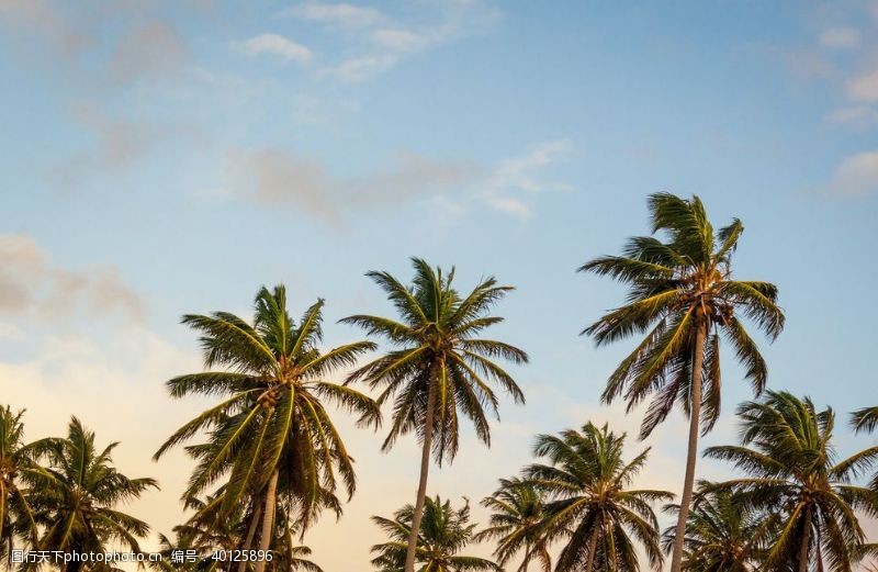 椰子树棕榈图片