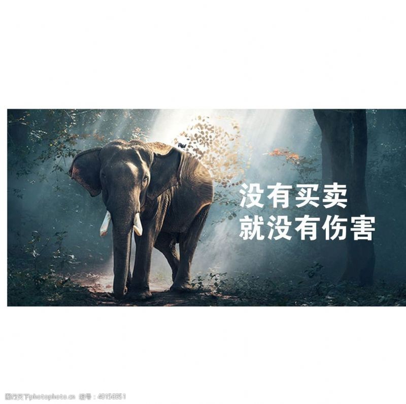 保护动物保护大象图片